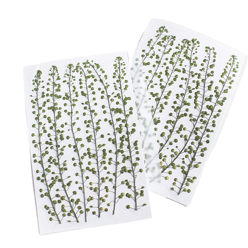 Cor natural verde sino grama p - Resin Art Baby avaliação e preço