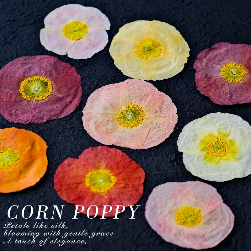 1 peça, Papoula Natural Prensa - Resin Art Baby avaliação e preço