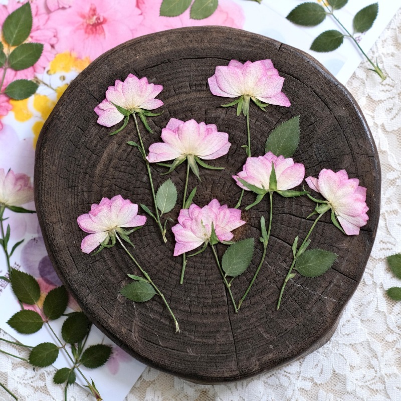 12 peças, Flores Secas Reais P - Resin Art Baby avaliação e preço